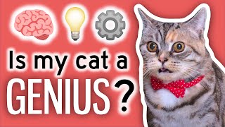 I IQ Tested My Cats [upl. by Akili]