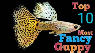 10 Most Beautiful Expensive Guppy 😍Daily Guppy Update [upl. by Licht45]