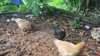 Rural life revolves around chicken flocks [upl. by Naeruat]