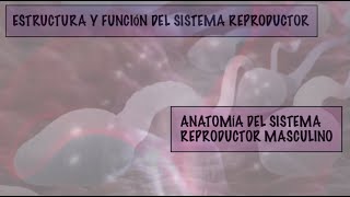 ANATOMÍA APARATO REPRODUCTOR MASCULINO [upl. by Kaete]