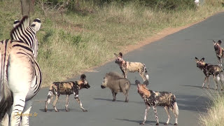 Smart Brave Warthog Outwits Pack of Wild Dogs [upl. by Rolyab574]