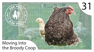 Moving Your Chicks into the Broody Coop  Ask Phill 31 [upl. by Dercy]