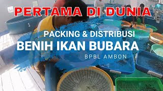 Pertama di Dunia Packing amp Distribusi Benih Ikan Bubara Giant Trevally Caranx Ignobilis [upl. by Ahsiat]