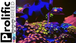 HOW TO FEED ZOANTHID AND PALYTHOA CORALS  AIO NANO REEF TANK NO SKIMMER [upl. by Ludmilla]