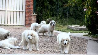 Montagne des Pyrénées  les chiots à 13 semaines [upl. by Sharla]