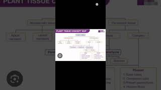 class 9th science ch tissues plant tissue mind map important education science shortvideo [upl. by Fraase]