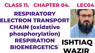 RESPIRATORY ELECTRON TRANSPORT CHAIN ETC ll OXIDATIVE PHOSPHORYLATION [upl. by Esyle195]