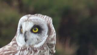 Short Eared Owl [upl. by Aihsot]