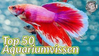 Top 50 AQUARIUMVISSEN voor een TROPISCH AQUARIUM  Aquarium Sunshine Valley [upl. by Duke]