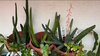 My Gasteria Plant [upl. by Hailat597]