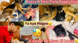 Gsd Giving Birth First Time NewBorn Puppies  Zindagi Or Maut Ki Ladai😔 [upl. by Skiest]