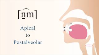 n̠͡m  voiced labialized apical postalveolar nasal stop [upl. by Ludwigg532]