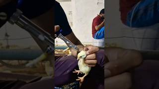 chicken vaccine poultry farming shots shotsvideos viral poultry chickens broiler [upl. by Barden731]