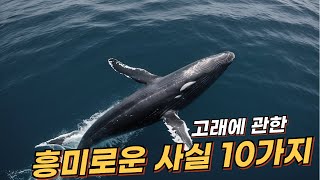 고래cetaceans에 관한 10가지 흥미로운 사실  리얼 사실  여러가지 사실  놀라운 사실 facts cetaceans animals [upl. by Onairpic]