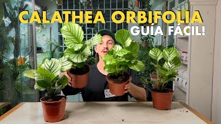 Todos los secretos para cuidar la Calathea orbifolia con éxito [upl. by Giffy935]