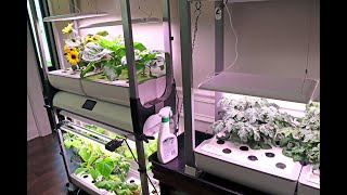 Aerogarden going out of business Reviewing my Farms Bounty GreenStalk and Self Watering Planters [upl. by Gris157]