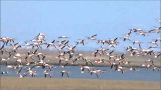 Flying flamingos [upl. by Jard]