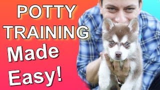 How to Potty Train your Puppy EASILY Everything you need to know [upl. by Pears310]