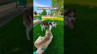 My Siberian Husky Is The WORST Guard Dog Funny Husky Facts To Know Pt 3 shorts husky dogshorts [upl. by Annel]