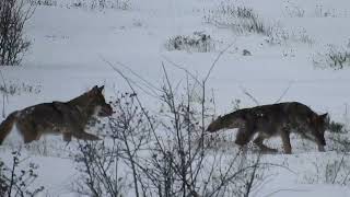 🐺🐺 lobos jugando en la nieve ❄❄ [upl. by Conah]