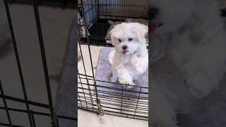 💖 Adorable Maltese Puppies That Will Steal Your Heart 🐶💕 [upl. by Annoet]