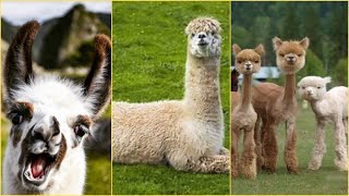 Llamas Facts You Didnt Know [upl. by Utimer]