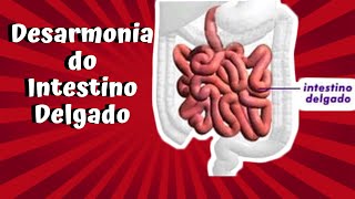 O Intestino Delgado para a MTC [upl. by Boris]