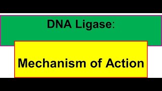 T4 DNA Ligase  Mechanism of Action Phosphodiester bond formation [upl. by Clift]