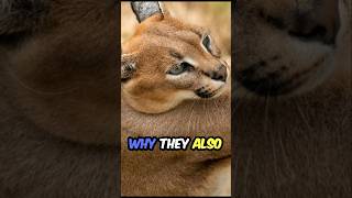 You Won’t Believe What This Caracal Can Do 😱  Fascinating Facts About the Desert Lynx [upl. by Gladdie]