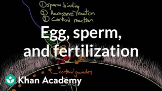 Egg sperm and fertilization  Behavior  MCAT  Khan Academy [upl. by Youngman]