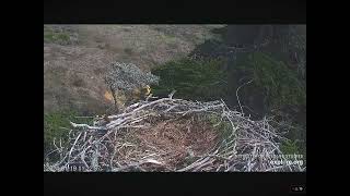 Meadowlarks and Their Pretty Songs 01192024 exploreorg [upl. by Cozza989]