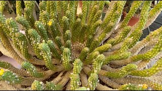 Euphorbia inermis Another South African Caudiciform Succulent  Episode 127 [upl. by Santoro909]