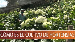 Como es el cultivo de Hortensias  TvAgro por Juan Gonzalo Angel Restrepo [upl. by Ule]