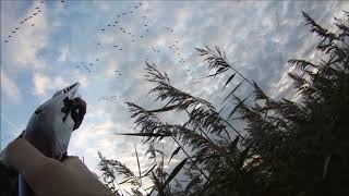 Pink Foot and Greylag goose shooting [upl. by Ailaro]