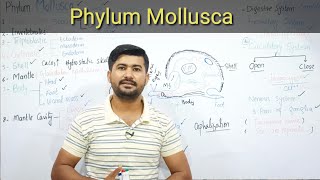 109 Phylum Mollusca  Kingdom animalia Fsc biology class 11 [upl. by Nomma6]