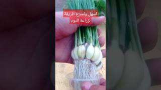 لا تشترى الثوم مرة اخرى طريقة سهلة جدا لزراعة الثوم فى المنزل اا Growing garlic at home [upl. by Livesay]