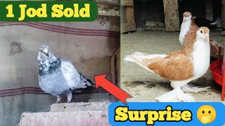 Ek jod Sold Out From My House 🏠Fancy Kabootar sell videofancy pigeonsShirazi kabutar King [upl. by Teri]