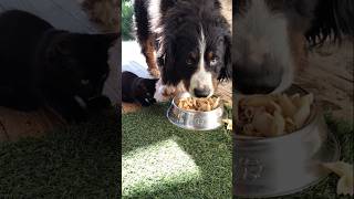 🥯 colazione 🍩bovaro del bernese [upl. by Frechette]