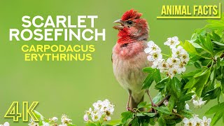 Scarlet Rosefinch  Incredible Wild Birds  4 Interesting Facts about these Beautiful Singing Birds [upl. by Bryana590]