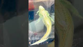 Sleeping 😴 alligator 🐊 ￼🫨 2024 wow viralvideo cool gators trip albino [upl. by Larrej]