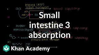 Small intestine 3 Absorption  Gastrointestinal system physiology  NCLEXRN  Khan Academy [upl. by Noirret833]