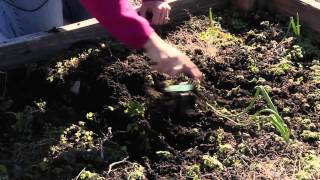 Use of a Garden Hand Cultivator  Great Gardening Advice [upl. by Aicercal53]