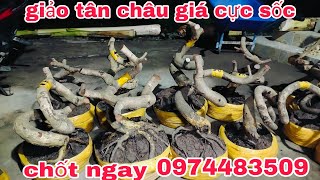 mai giảo tân châu 1109 giá cực tốt cho cô chú zalo📱0974483509 Cường [upl. by Mizuki29]