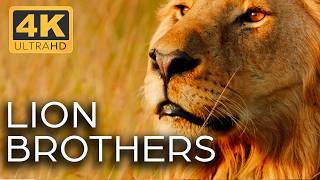 Lions Kings of the Savannah  Roar of the Wild Ep 1  4K UHD Documentary [upl. by Jankell687]