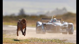 Drag Race Formula E Car vs Cheetah [upl. by Raamaj281]