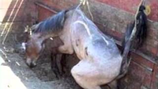 Amaryllis Farm  Horse Slaughter Lies Exposed PART 12 [upl. by Dranyar]