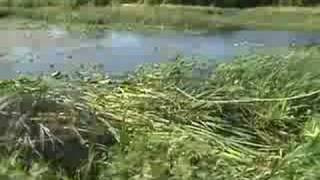 Remove Cattail Removal Cattail cutter [upl. by Horner216]