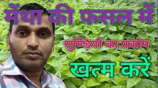 मेंथा की फसल में सुण्ड़ी की रोकथाम Mentha Ki Kheti Me Insect ControlMentha Me Sudhi Ki Dawai [upl. by Kaya304]