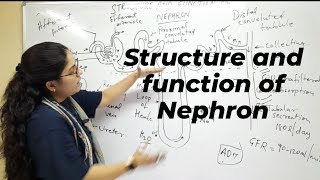 Structure and function of Nephron Main unit of Kidney Biology Budding Champs 🏆 [upl. by Ahsauqal98]