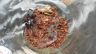 Feeding The Deadly Sydney Funnelweb Spider 5  Atrax Robustus [upl. by Anayia743]